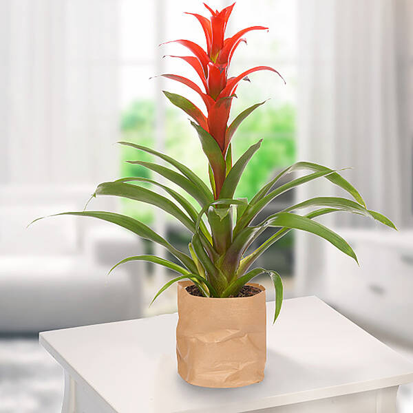 Bromeliad Guzmania