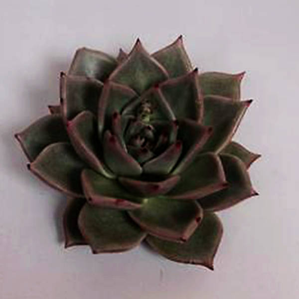 Bron Rose (per Piece)