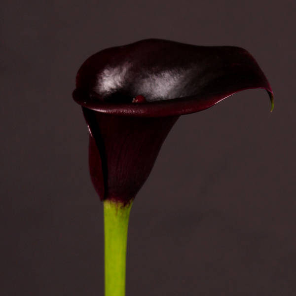 Calla Lily - Zantedeschia Cantor (Bunch of 10)