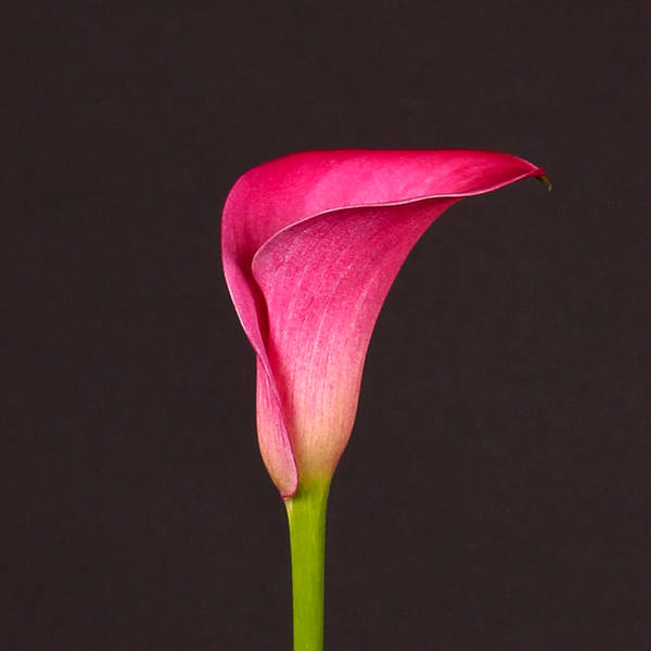 Calla Lily - Zantedeschia Captain Argo (Bunch of 10)