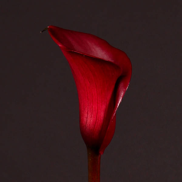 Calla Lily - Zantedeschia Captain Maori (Bunch of 10)