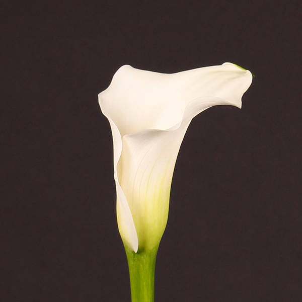 Calla Lily - Zantedeschia captain Rialto (Bunch of 10)