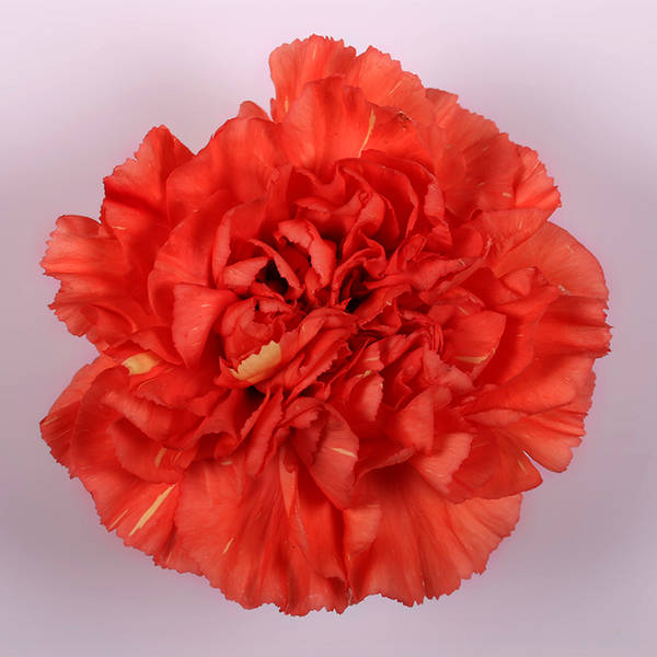 Carnation Caroline (Bunch of 20)