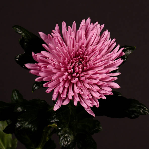 Chrysanthemum Anastasia Lilac (Bunch of 10)