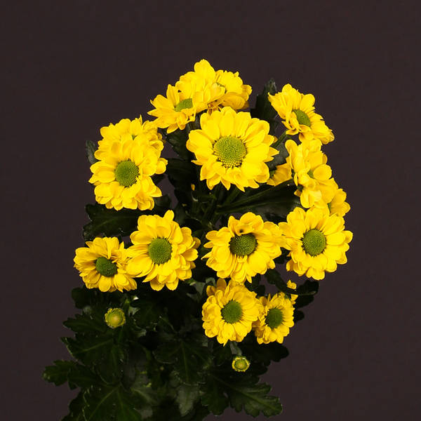 Chrysanthemum Aviso (Bunch of 10)