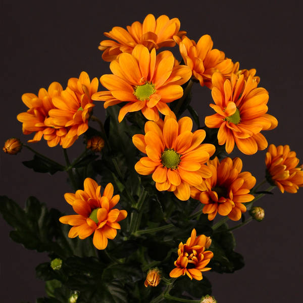 Chrysanthemum Mango (Bunch of 10)