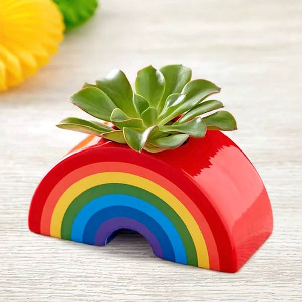 Colourful Ceramic Rainbow Planter With Succulent Plant