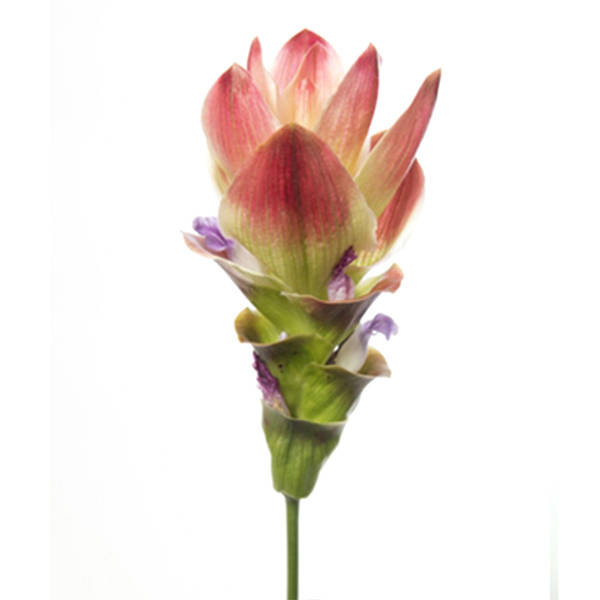 Curcuma Siam Solar (Bunch of 5)