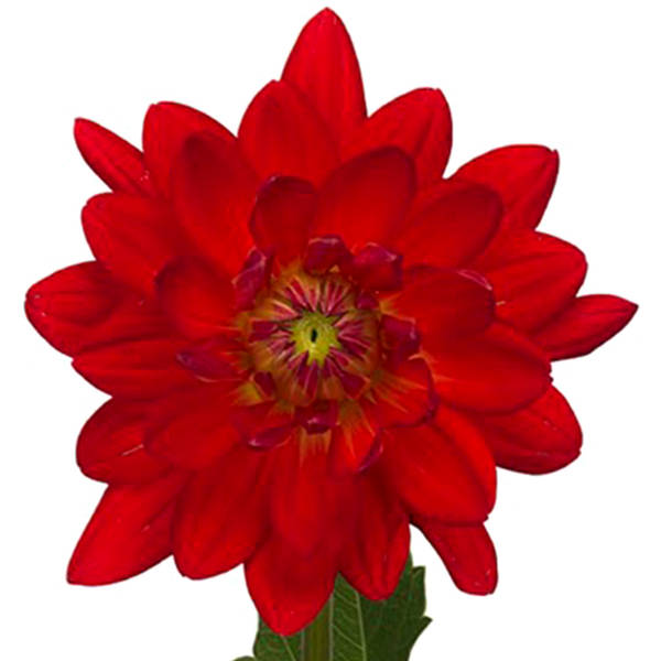 Dahlia Karma Irene (Bunch of 10)