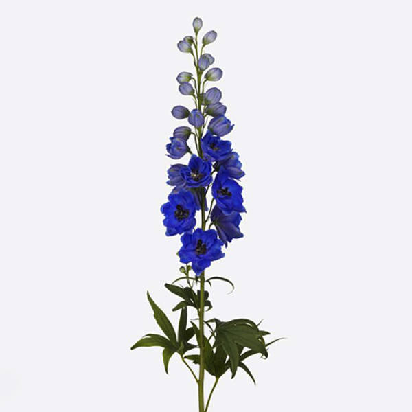 Delphinium Bel Donna