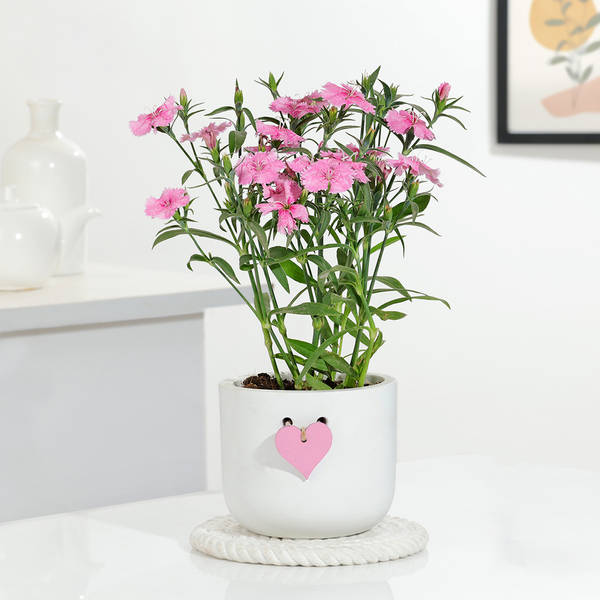 Dianthus Plant With Love Planter