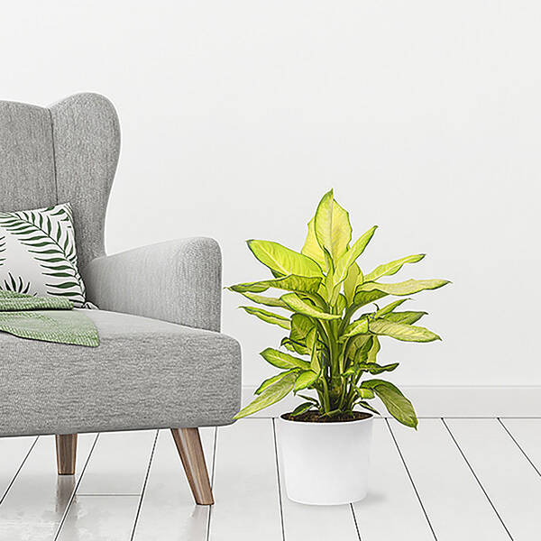 Dieffenbachia Summer Style