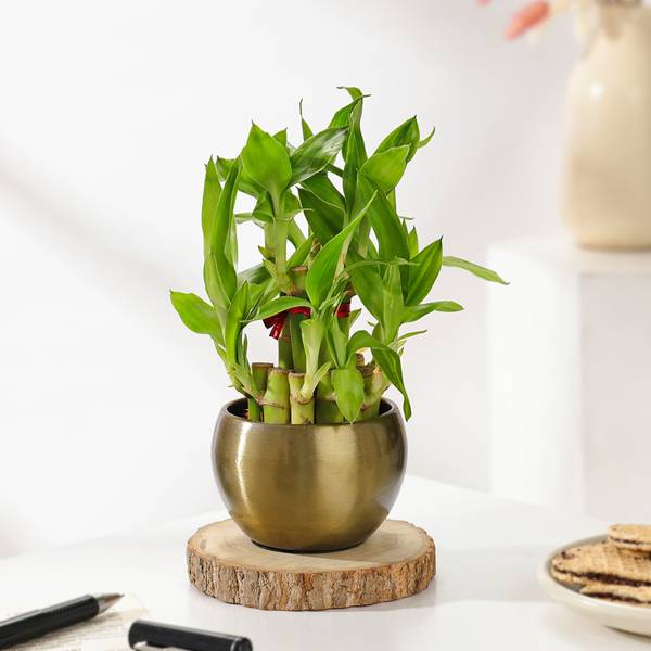 Elegant Bamboo with Metalic Planter Gift