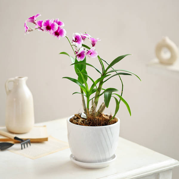 Elegant Orchid Plant For Mother's Day