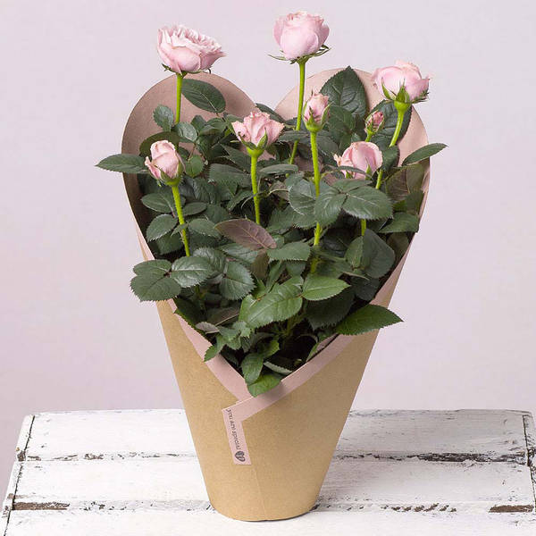Elegant Valentine's Day White Rose Plant