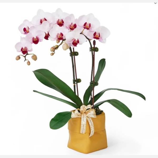 Elegant White Phalaenopsis Orchids
