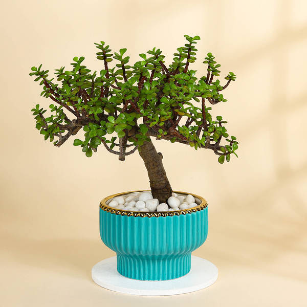 Emerald Jade Ball Bonsai With Teal Coloured Planter