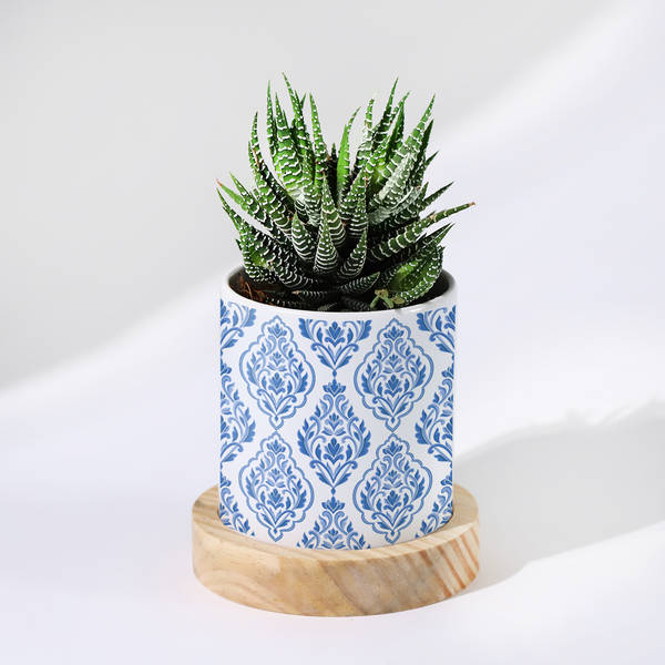 Enchanting Grace - Haworthia Succulent With Pot