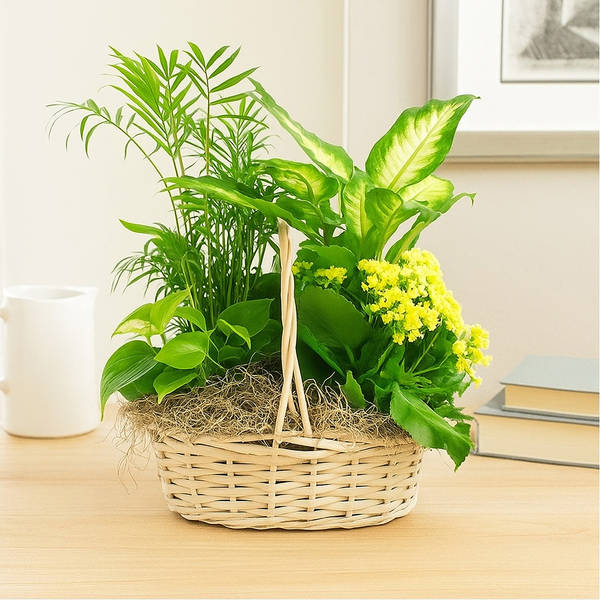 European Dish Garden