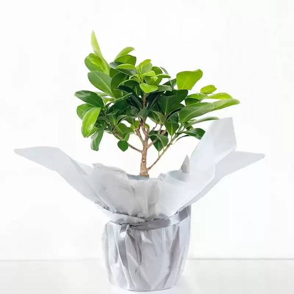 Everroot Fig Bonsai Christmas Tree