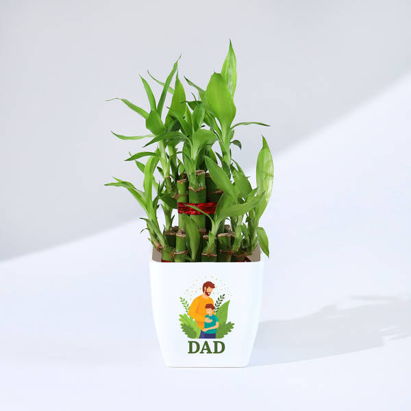 Father's Day Bamboo Plant In Blossom Planter