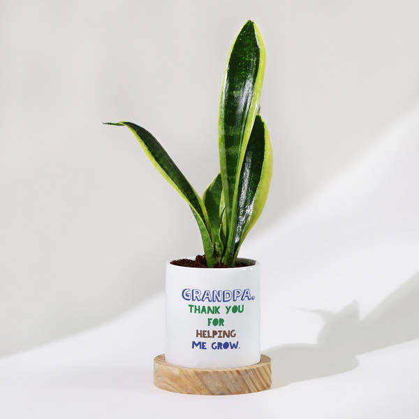 Father's Day Snake Plant In Ceramic Pot For Grandpa
