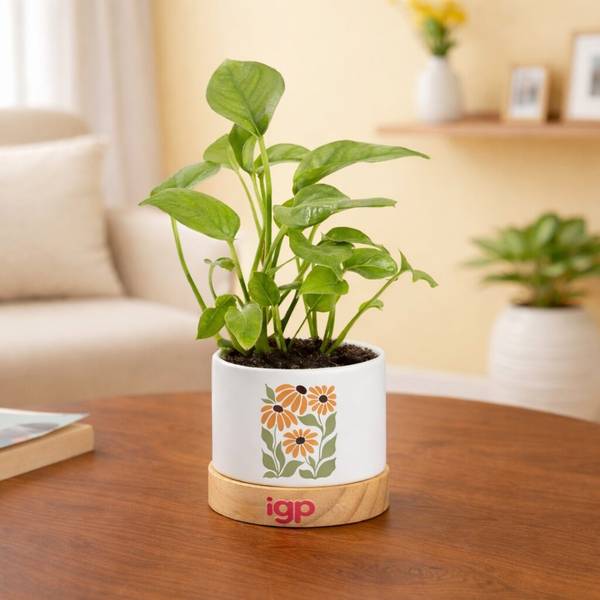 Floral Charm Money Plant
