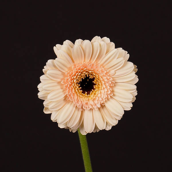 Germini Cafe (Bunch of 10)