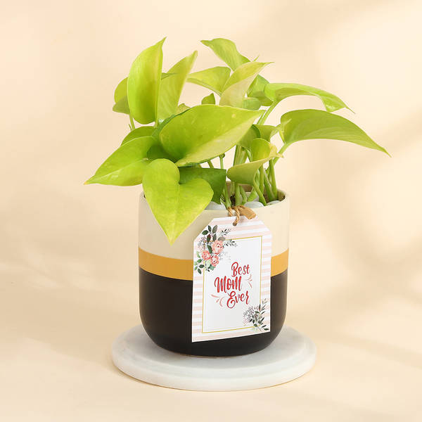 Golden Aura Money Plant for Mum
