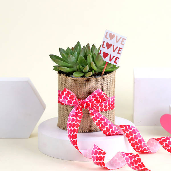 Golden Glow Sedum Succulent with Vase