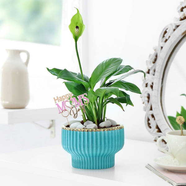 Graceful Mother's Day Peace Lily Plant