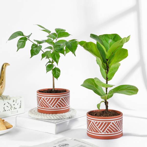 Green Elegance Plant Duo Gift