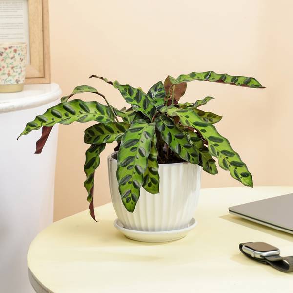 Green Whispers Calathea Plant With White Vase