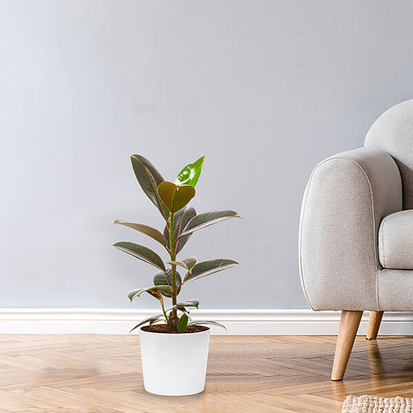 Gum Tree (Ficus Elastica Robusta)