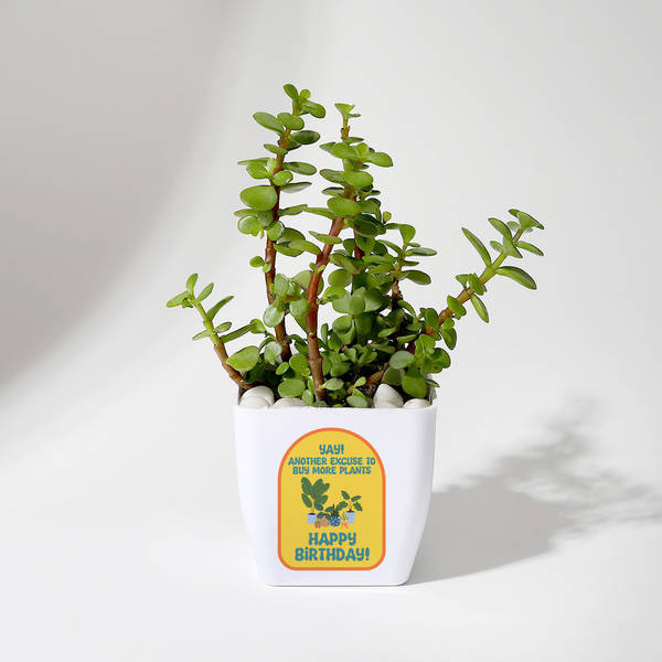 Happy Birthday Jade Plant With Pot