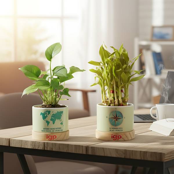Harmonious Duo Indoor Plant Set