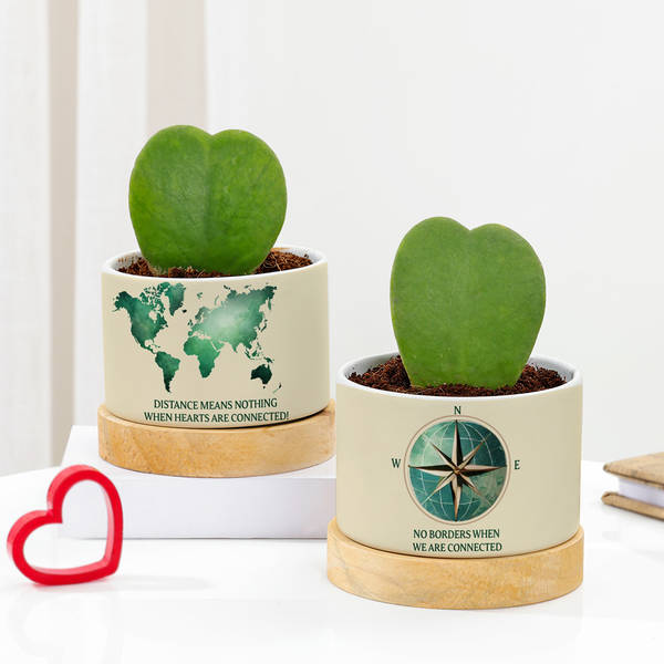 Heartfelt Valentine's Day Hoya Plants With Planters