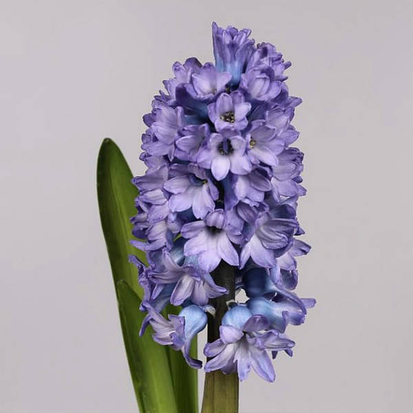 Hyacinths Delft Blue (Bunch of 10)