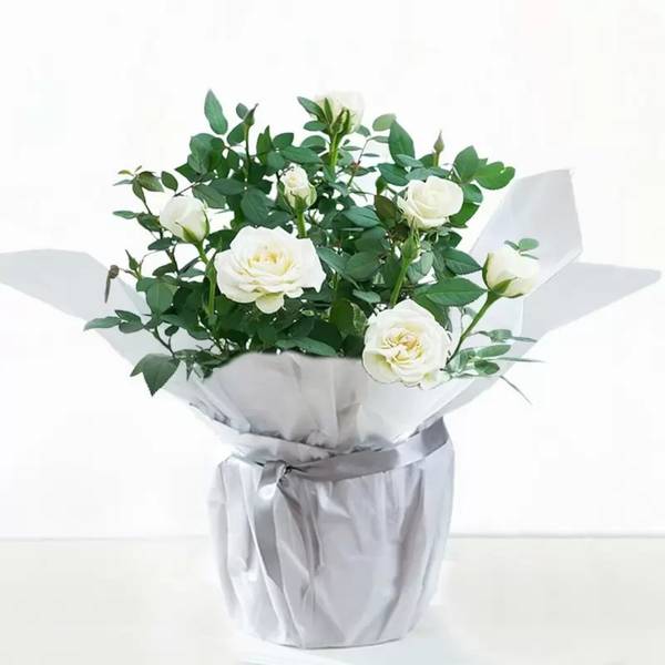 Ivory Whisper Rose Christmas Plant
