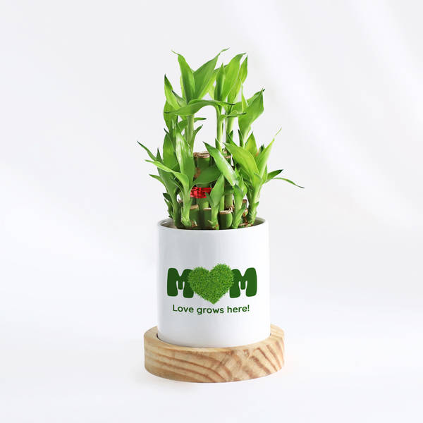 Love Grows Here Mother's Day Bamboo Plant Gift