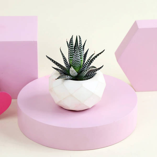 Lovely Haworthia Plant in a Cute Vase