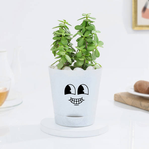 Lucky Jade Plant In Adorable Self-Watering Planter