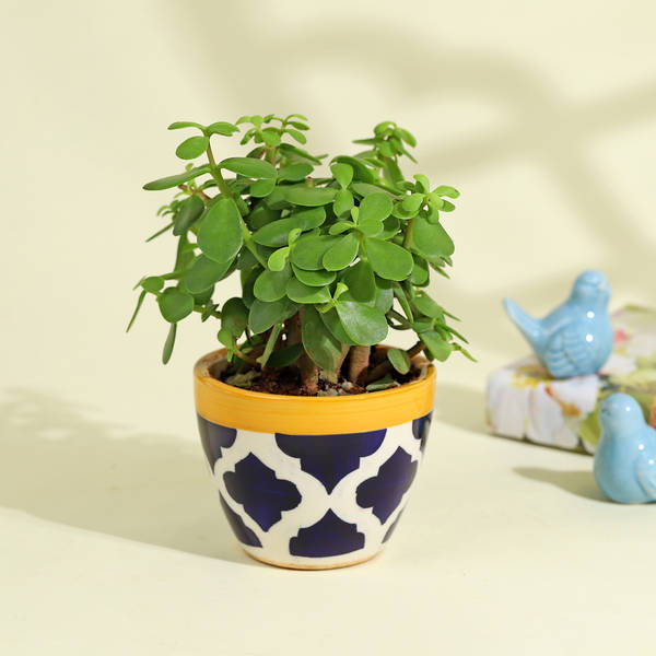 Lucky Jade Succulent in Chic Ceramic Pot