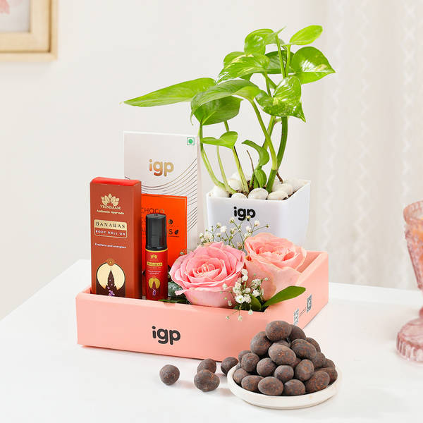 Luxurious Essence Money Plant Hamper