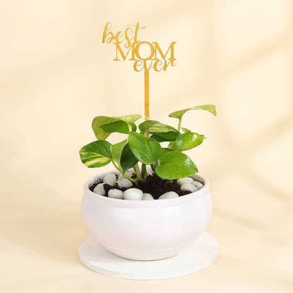 Magical Money Plant for Mom