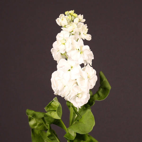 Matthiola Aida White (Bunch of 10)