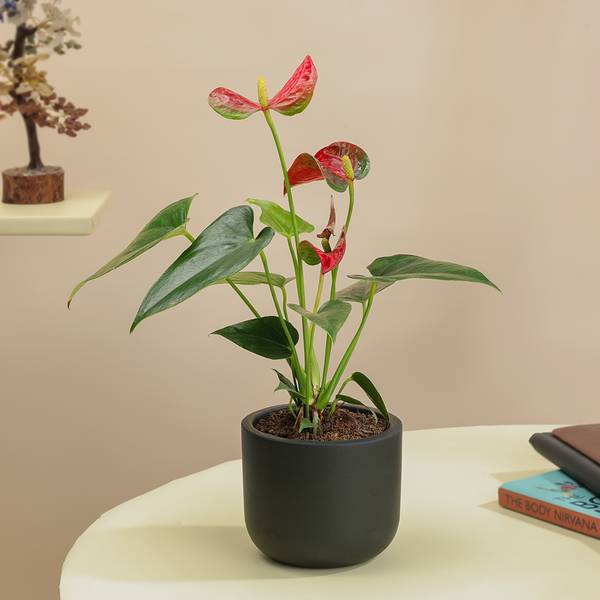 Midnight Grace Anthurium Plant In Clay Pot