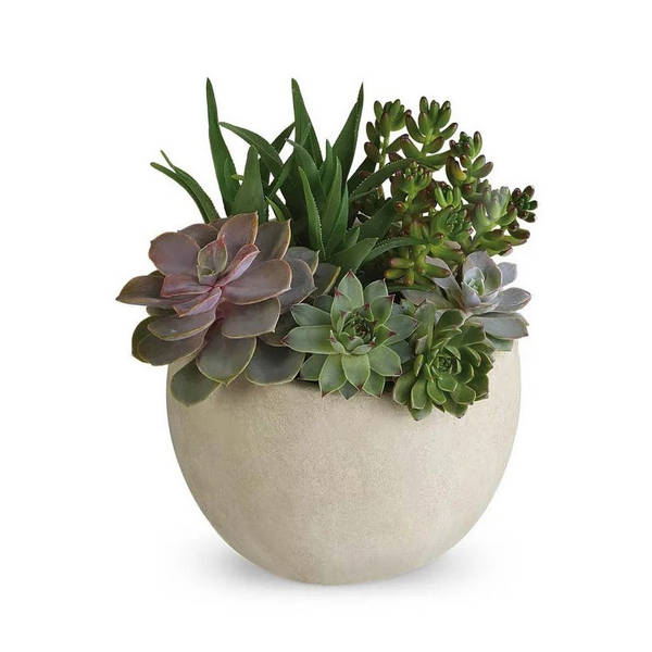 Modern Succulent Garden