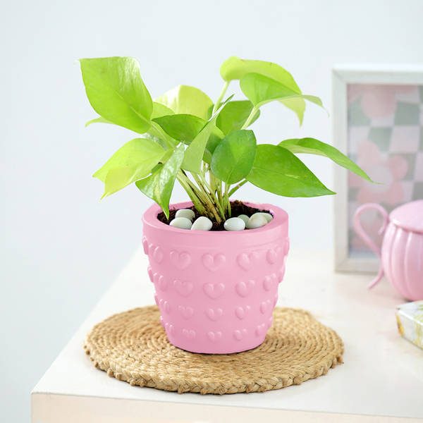 Money Plant In Concrete Heart Planter