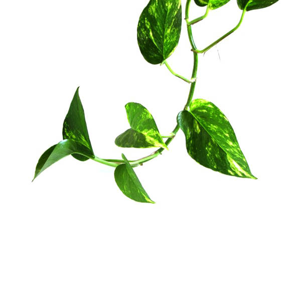 Money Plant Leaf (Bunch of 25)